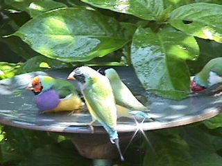 Humming Birds and Finches #17