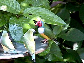 Humming Birds and Finches #18