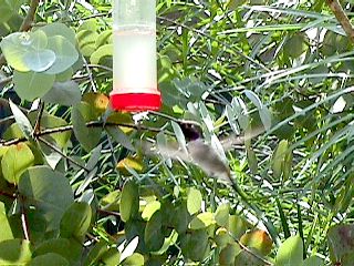 Humming Birds and Finches - Slide #35