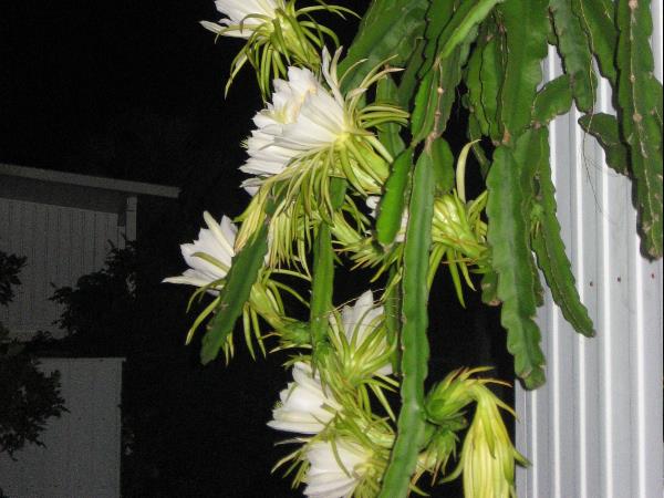 Nightblooming cereus 2012 - Slide 7