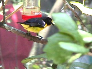Humming Birds and Finches #8